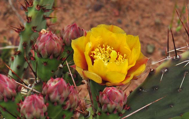 Twistspine Pricklypear has showy yellow flowers with red basal portions. This species blooms from May to July across its large geographic range. Opuntia macrorhiza Twistspine Pricklypear has showy yellow flowers with red basal portions. This species blooms from May to July across its large geographic range. Opuntia macrorhiza